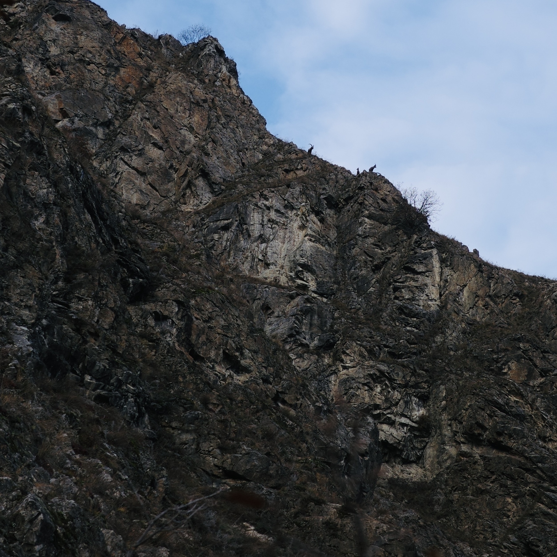 Une falaise rocheuse et accidentée s'élève sous un ciel bleu clair. On devine des bouquetins sur l’arête.