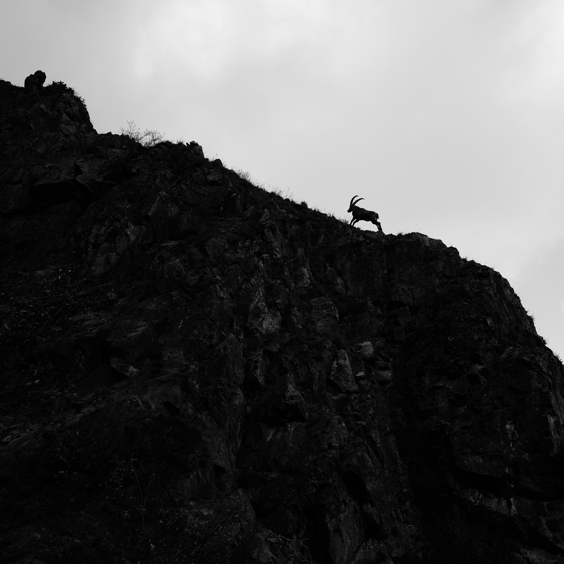 Image noir et blanche d’un bouquetin dont la silhouette se détache de la montagne, sur fond de ciel clair. 