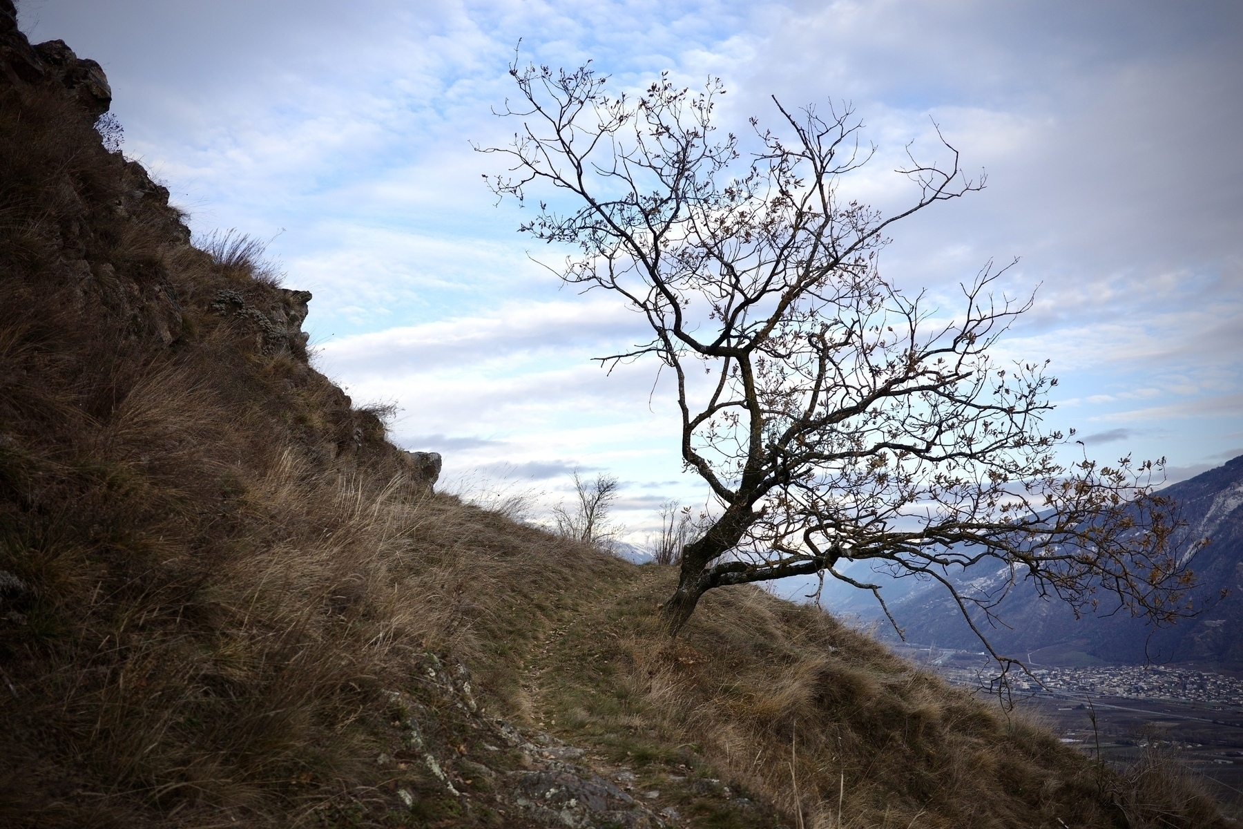 Un arbre solitaire sans feuilles se dresse sur une colline herbeuse avec des montagnes visibles à l'arrière-plan sous un ciel légèrement nuageux.